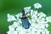 Dinoptera collaris